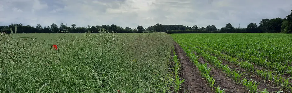 Wo sind all die Blüten hin?