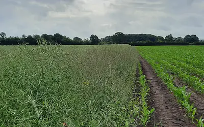 Wo sind all die Blüten hin?