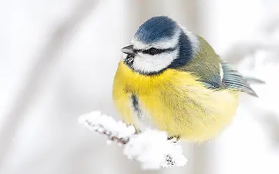 Mitarbeiterin des Monats Februar