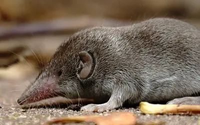 Mitarbeiter des Monats im August: Die Spitzmaus