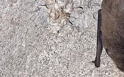 Eindrücke der letzten Fledermaus-Exkursion