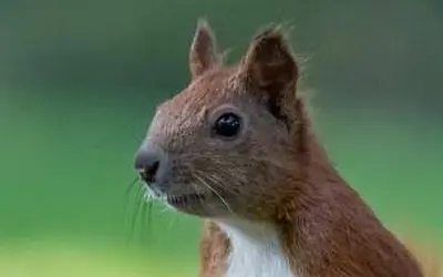 NABU-Naturtelefon