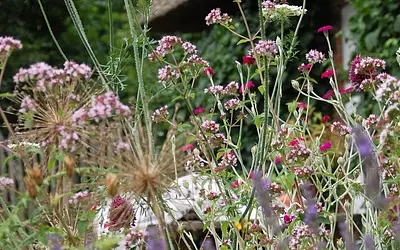 Mitarbeiter des Monats im September: Alte Blüten- und Samenstände