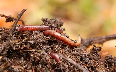 Mitarbeiter des Monats im Oktober: Die Kompostwürmer (Eisenia sp.)